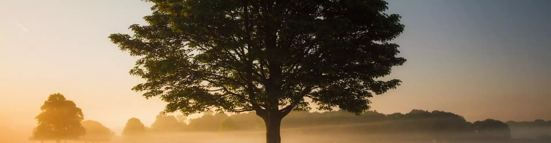 Sanación a distancia para su linaje ancestral durante 33 minutos - Online Class by Jamie Butler