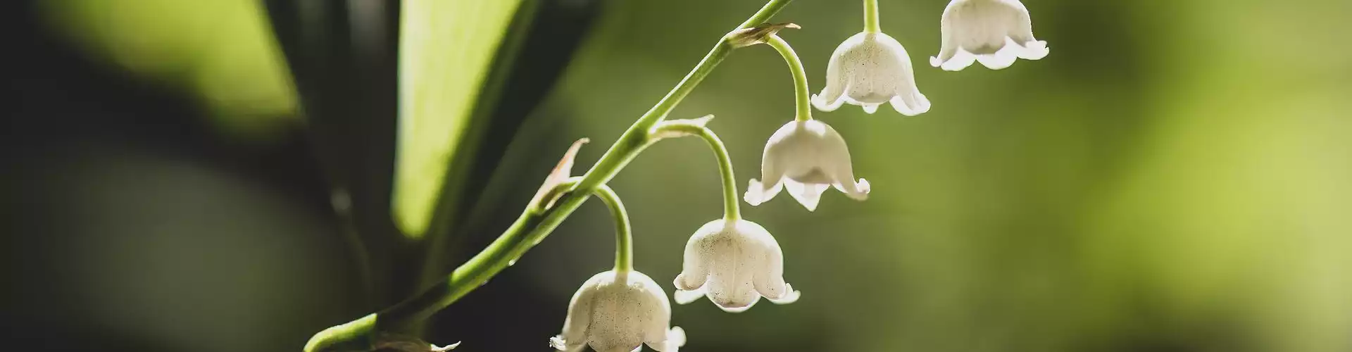 Viaje de Meditación Reiki: La Magia de las Flores - Online Class by Jerry Mikutis